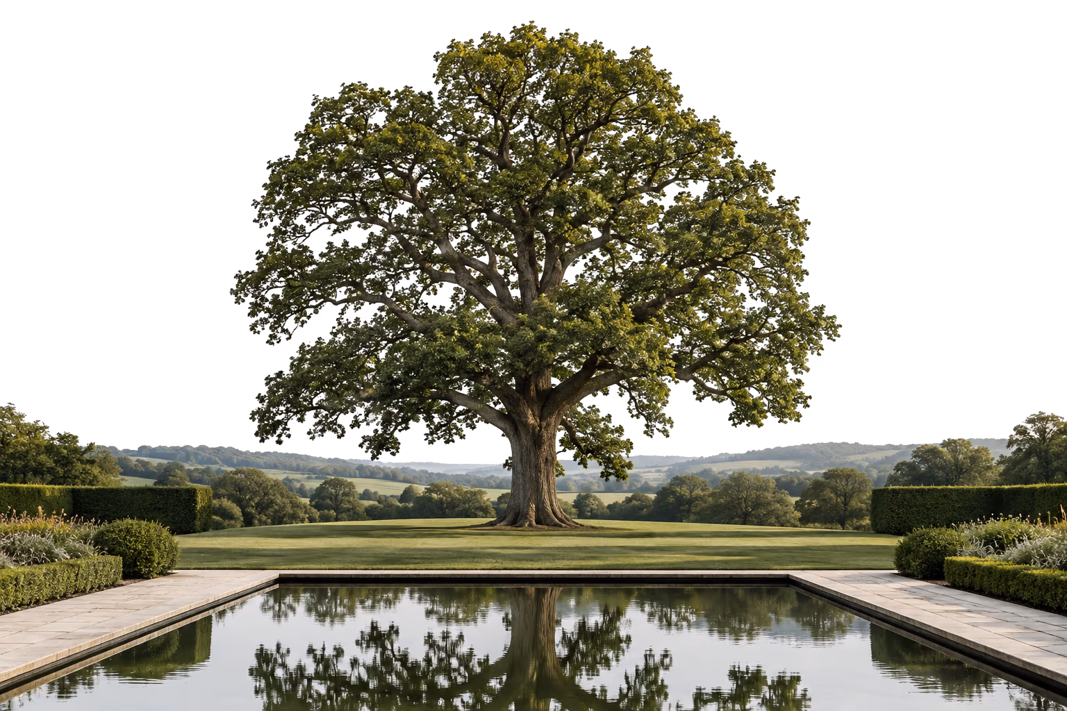 A mature oak reflected in a garden pool